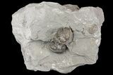 Two Enrolled Flexicalymene Trilobites In Shale - Mt Orab, Ohio #161681-2